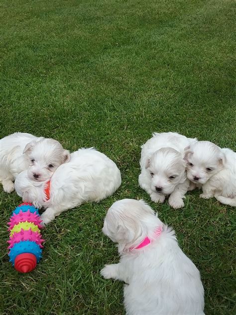 TOY MALTIPOO PUPS · · 11/27 pic. . Craigslist puppies and dogs